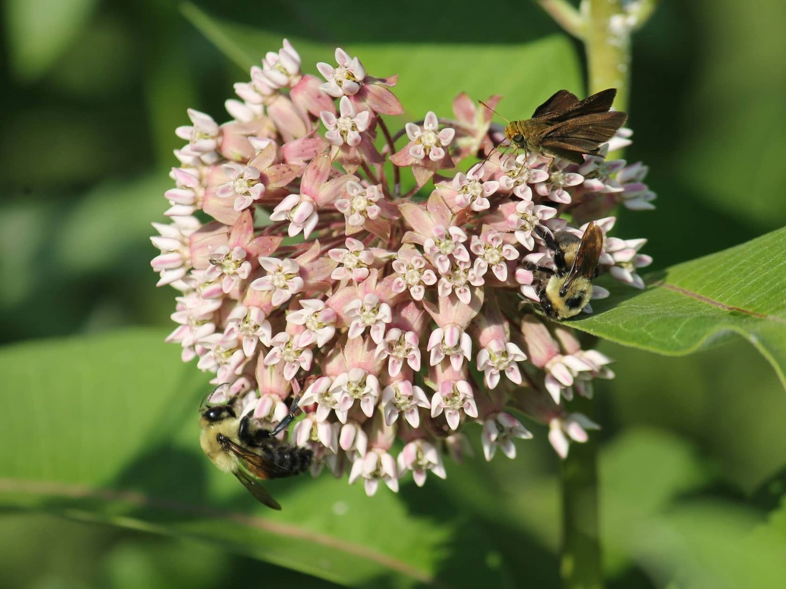 Gestion durable des espaces verts : quelles bonnes pratiques ?