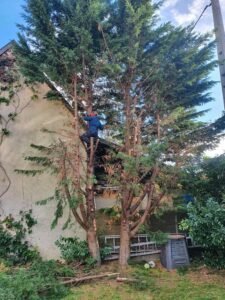 Jardins Secrets : élagage massif à Ringendorf
